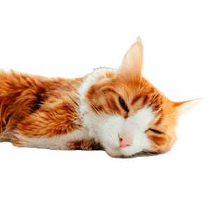 Close Up Of A Ginger Cat Resting Peacefully On A White Surface With A Soft Focus Backdrop. 19838 - Cat PNG image with transparent background